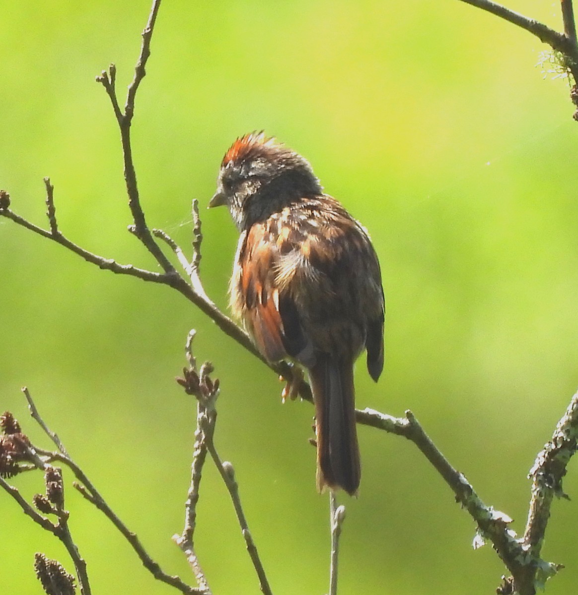 Swamp Sparrow - ML620652979