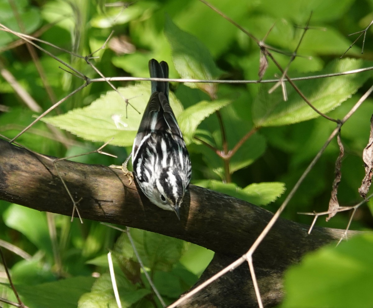 Black-and-white Warbler - ML620652980