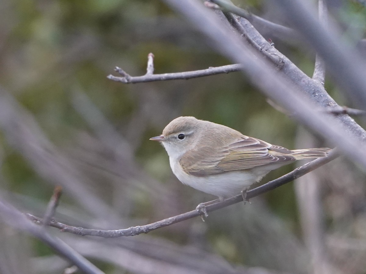 Eastern Bonelli's Warbler - ML620652981