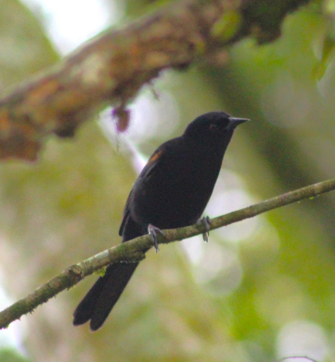 Variable Oriole - ML620652982