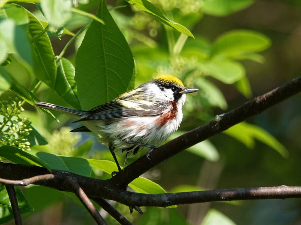 Chestnut-sided Warbler - ML620652991