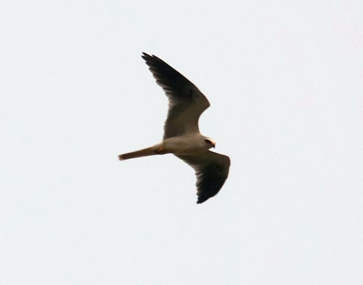 White-tailed Kite - ML620652998