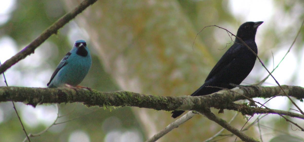 Ruby-crowned Tanager - ML620653000