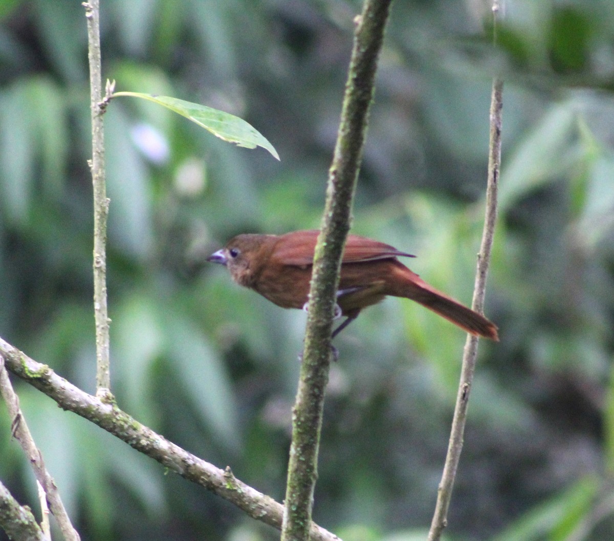 Ruby-crowned Tanager - ML620653001