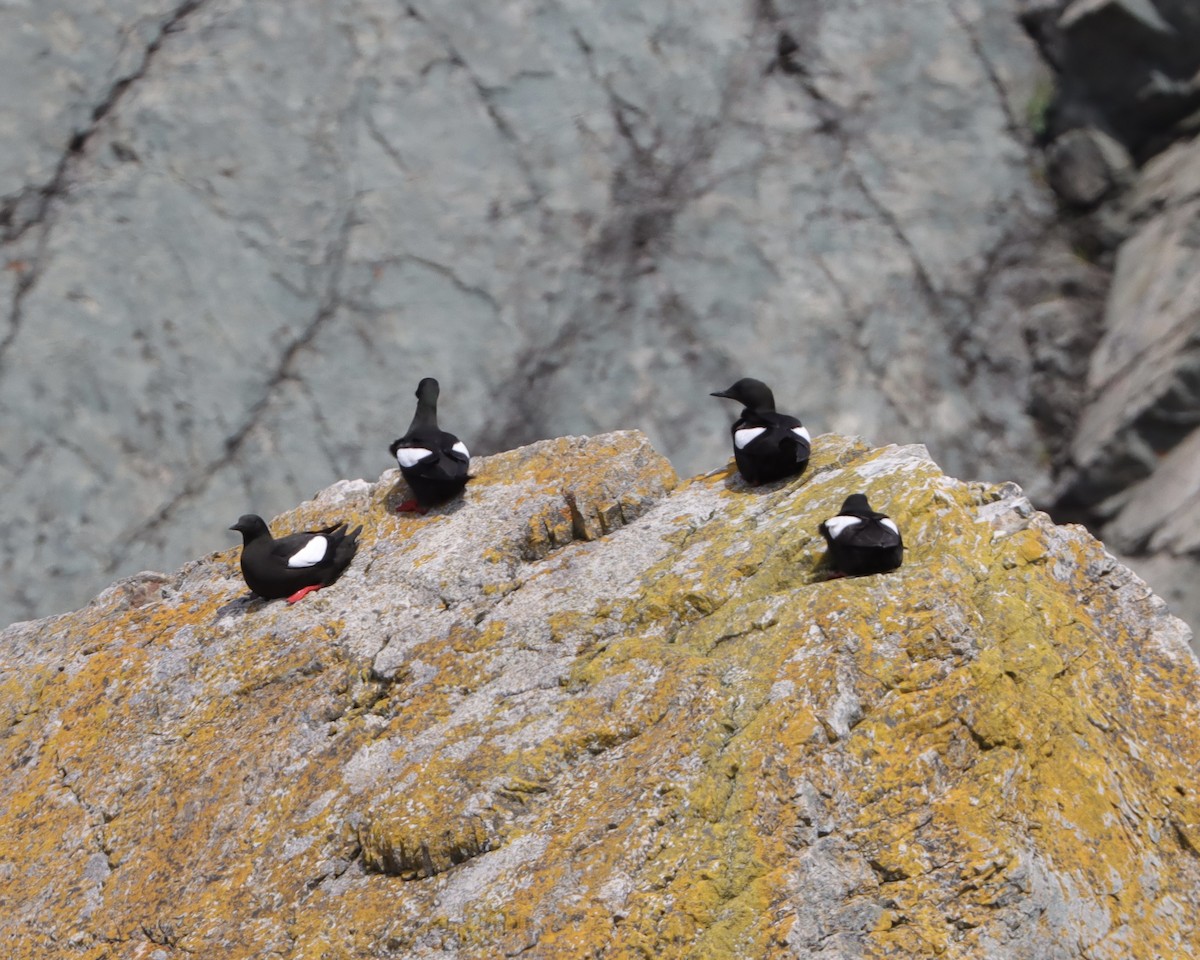 Black Guillemot - ML620653006