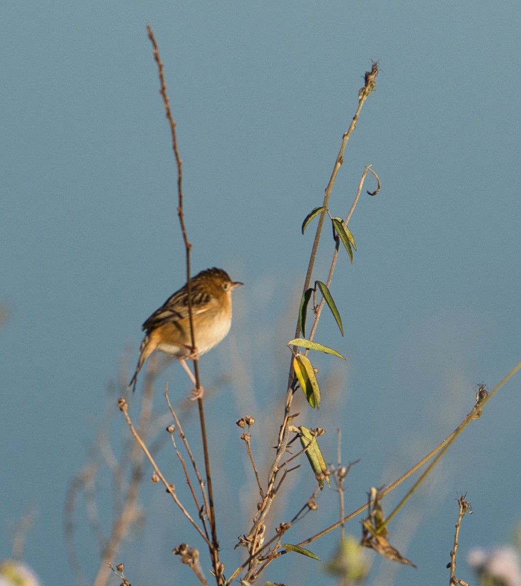 Cisticole à couronne dorée - ML620653010