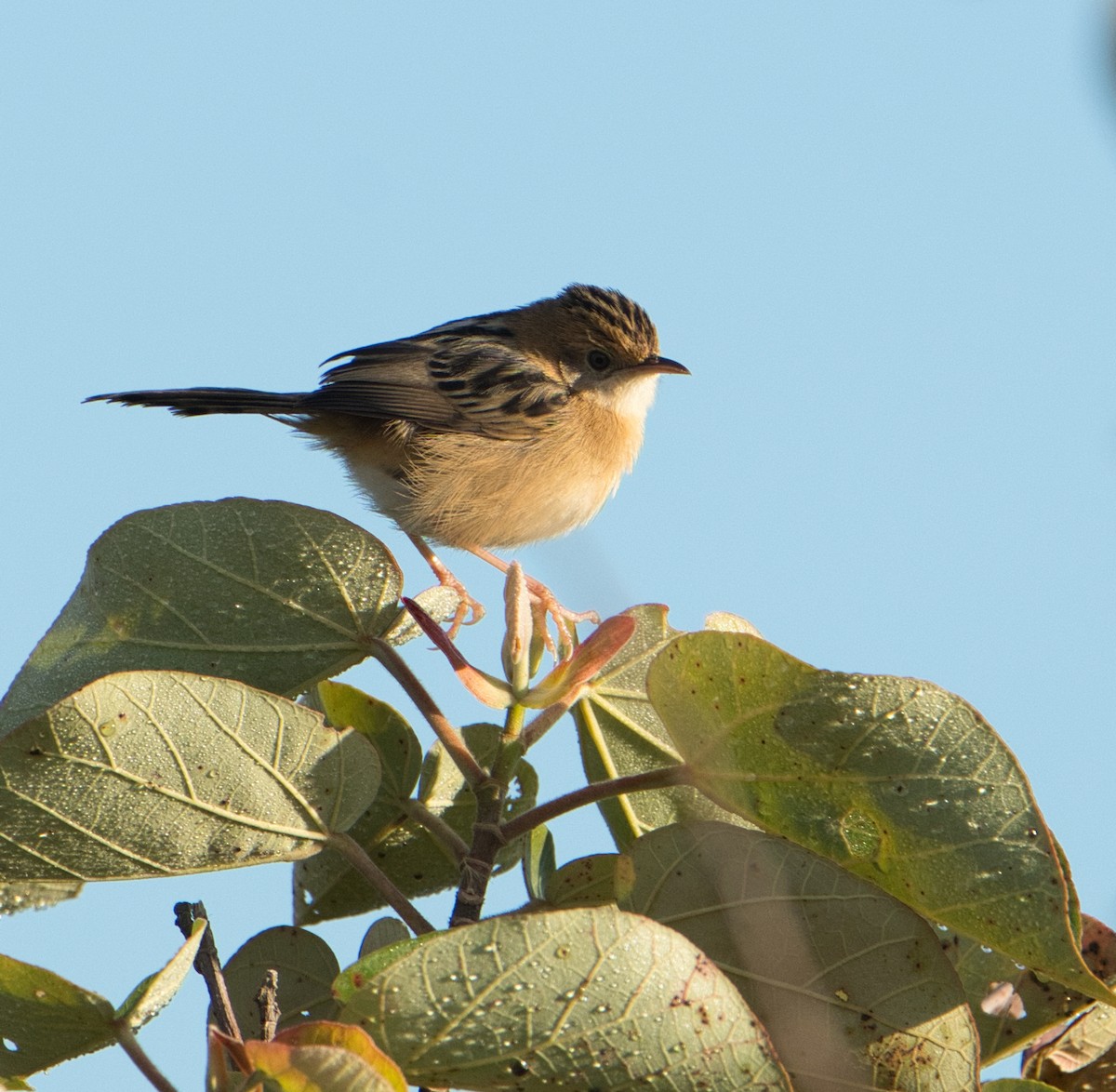 Golden-headed Cisticola - ML620653013