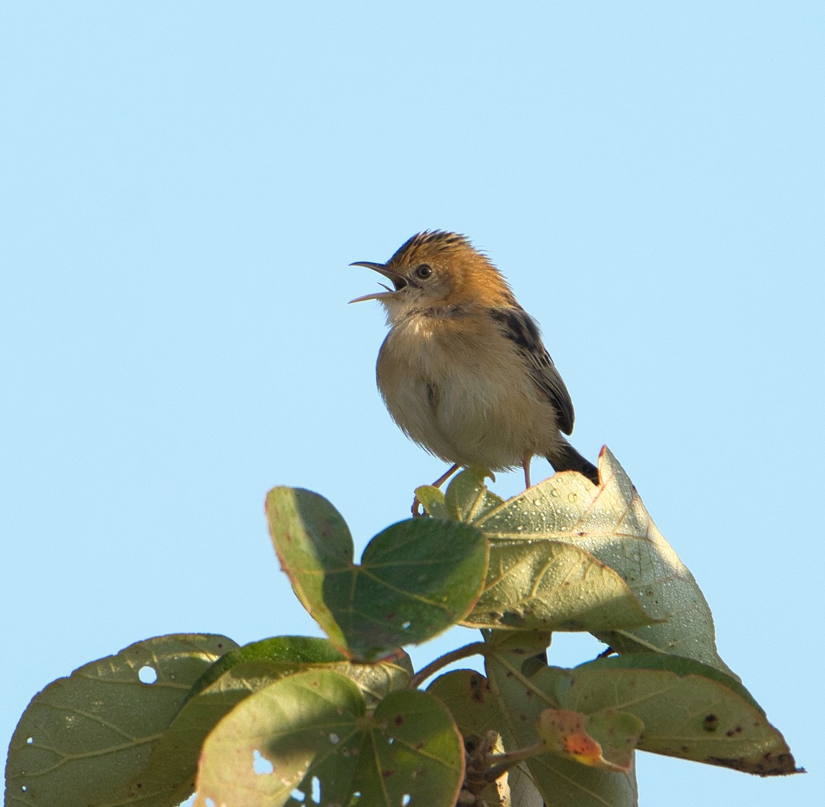 Golden-headed Cisticola - ML620653014