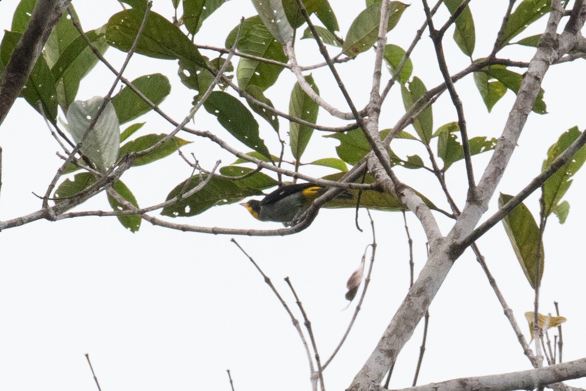 Yellow-backed Tanager - ML620653016