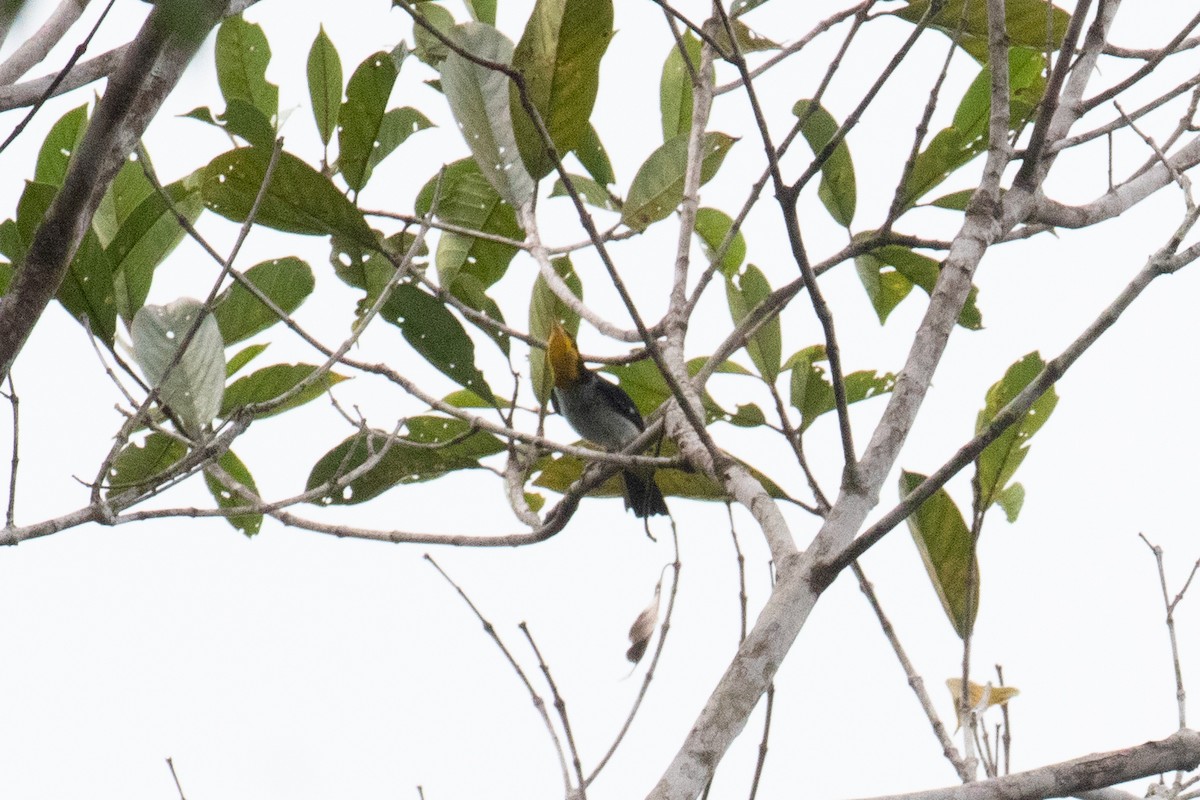 Yellow-backed Tanager - Andre Moncrieff