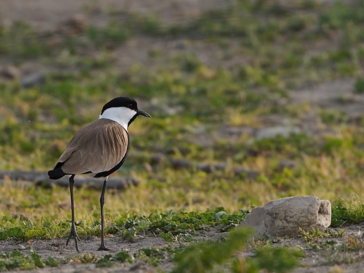 Spur-winged Lapwing - Maksymilian Bojarowski