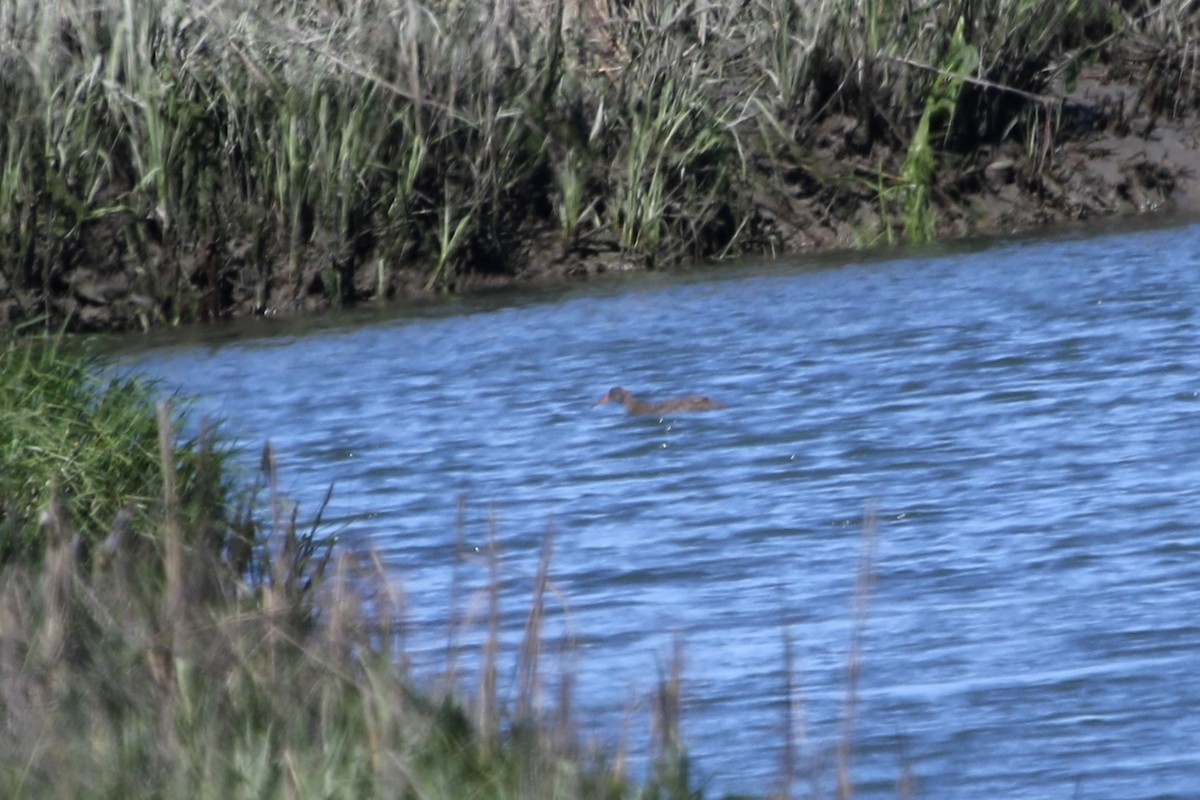 Clapper Rail - ML620653019