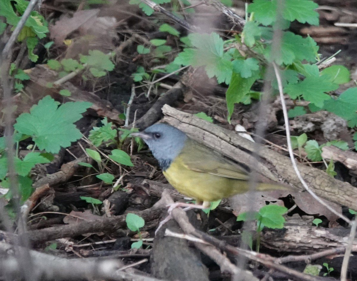 Mourning Warbler - ML620653021