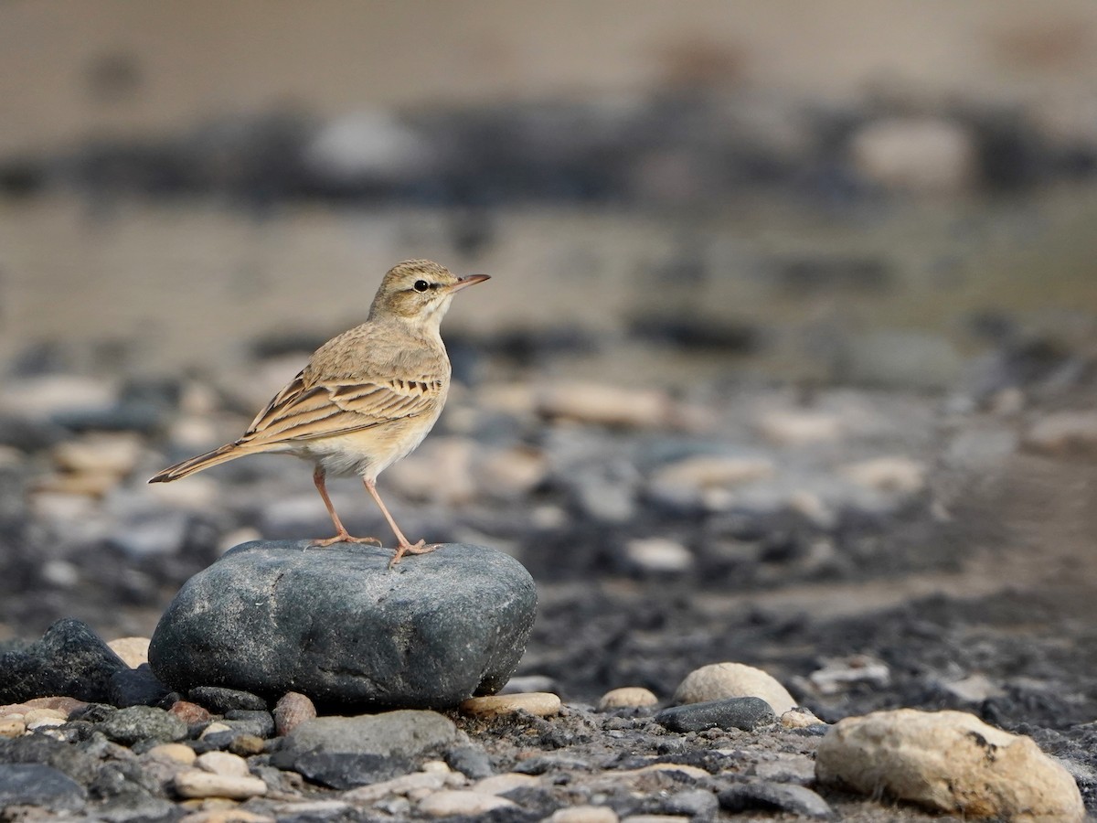 Tawny Pipit - ML620653022