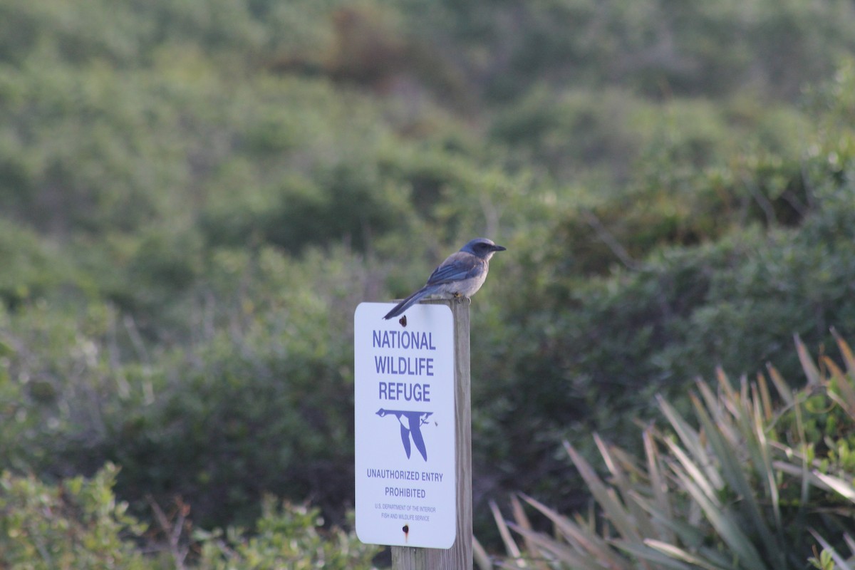 Florida Scrub-Jay - ML620653025