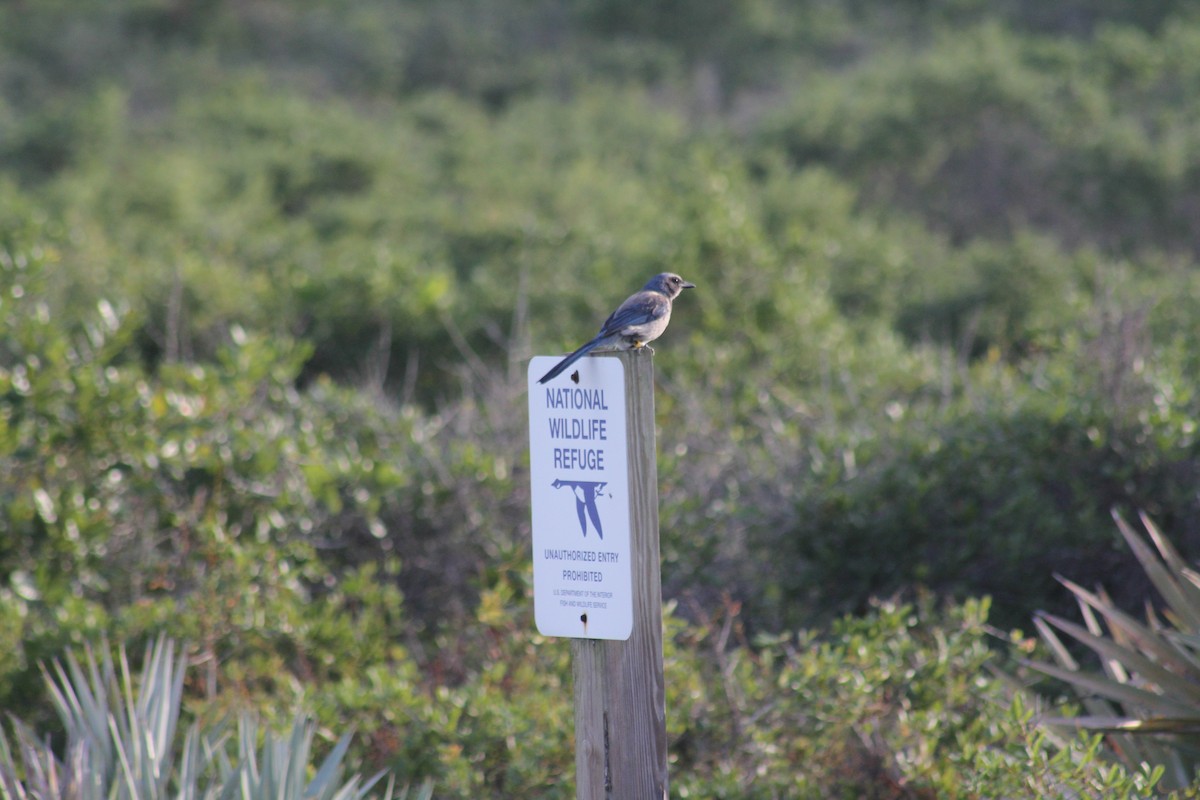 Florida Scrub-Jay - ML620653026