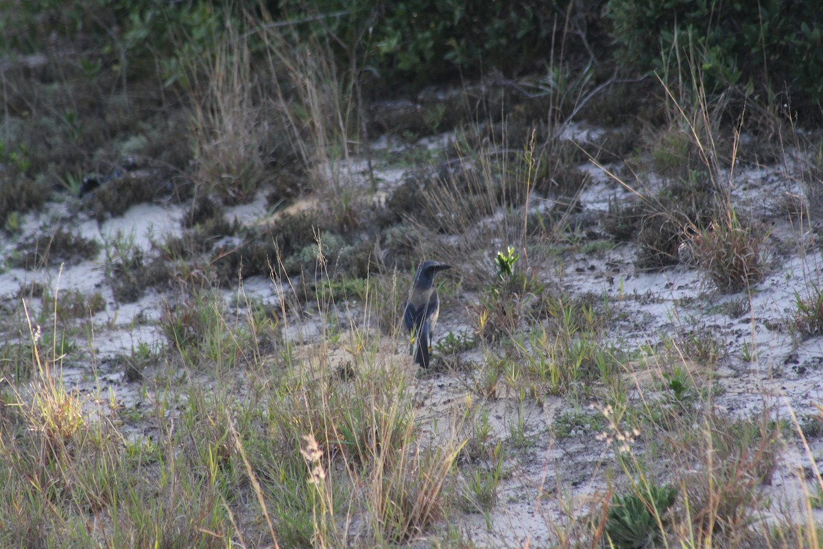 Florida Scrub-Jay - ML620653027