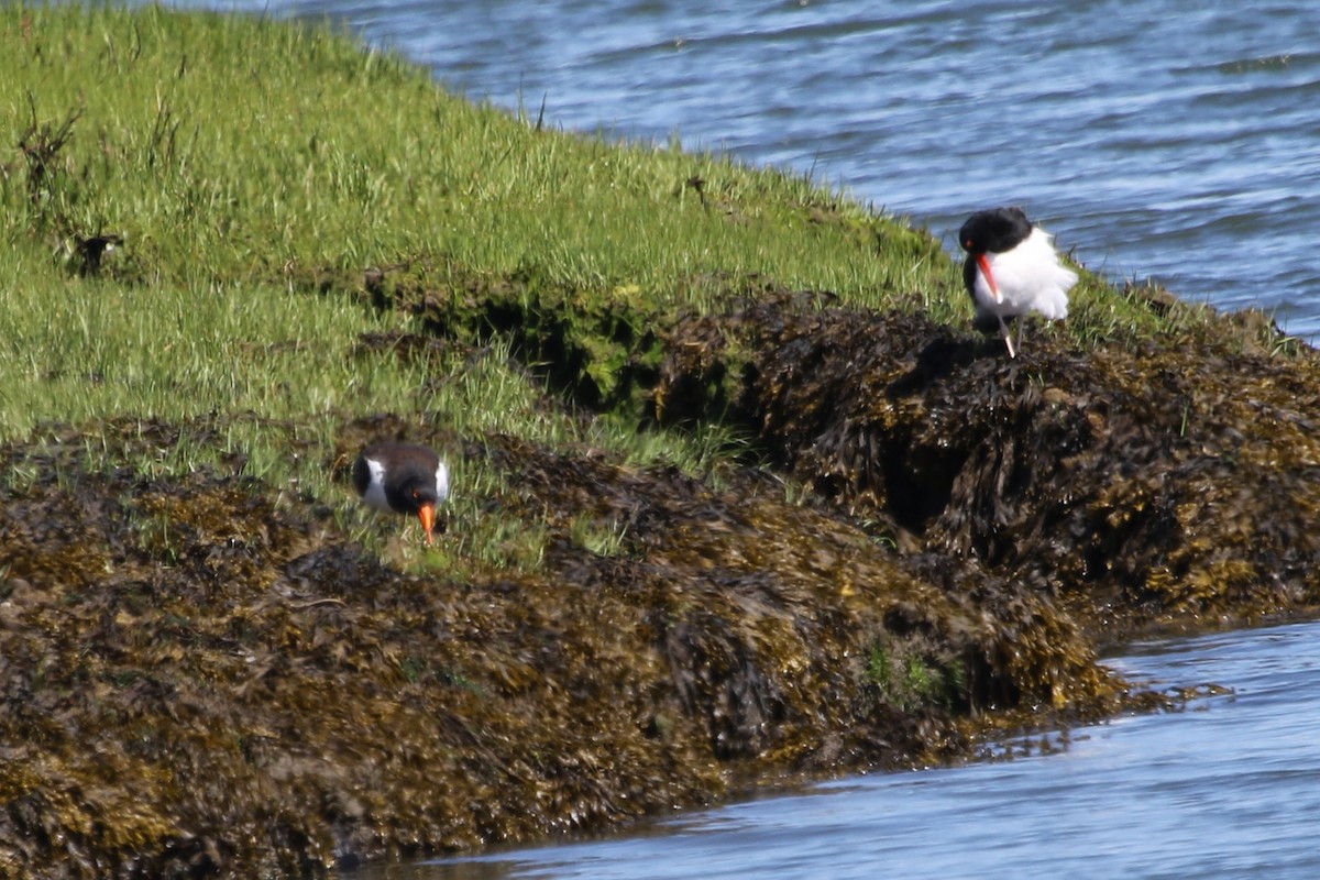 American Oystercatcher - ML620653028