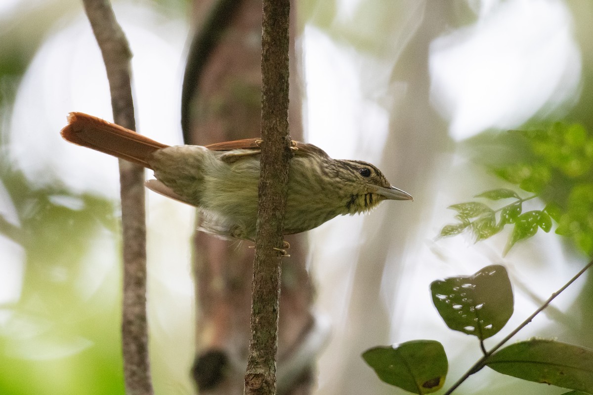 Chestnut-winged Hookbill - ML620653031