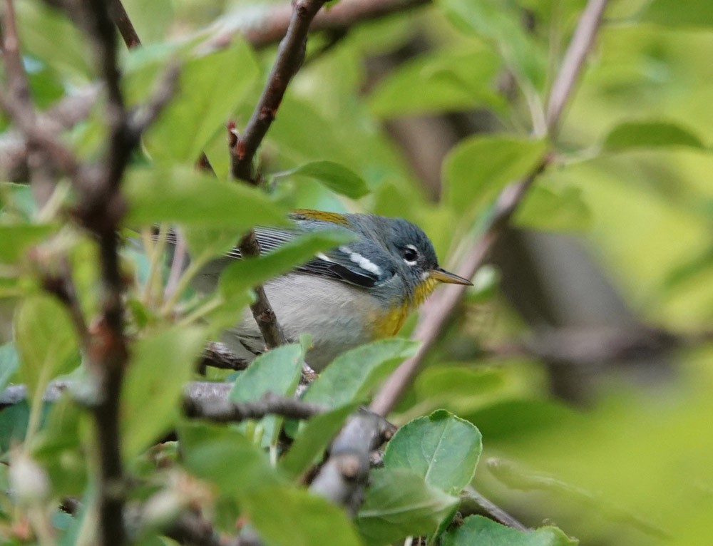 Northern Parula - ML620653035