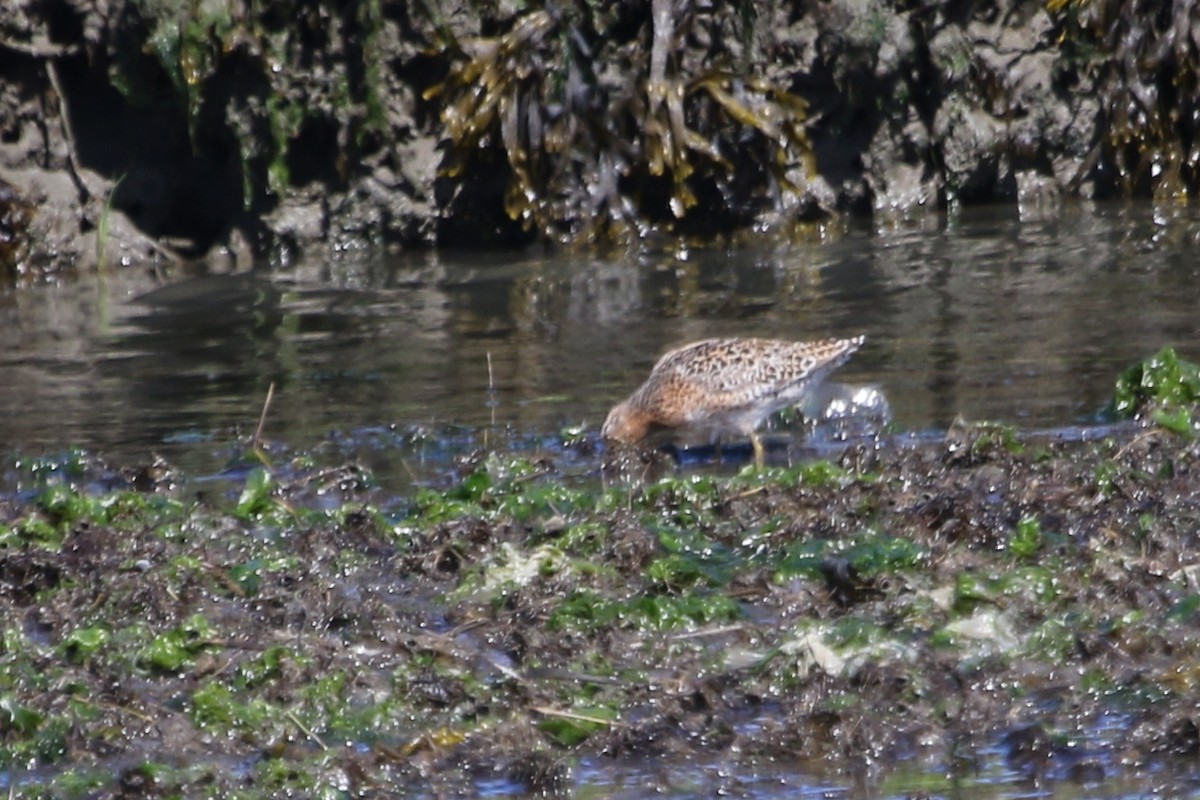 kortnebbekkasinsnipe - ML620653036