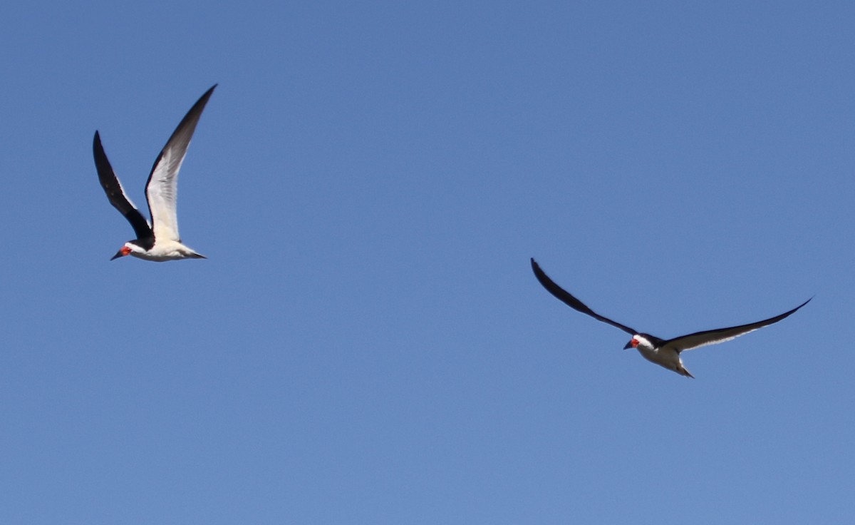 Black Skimmer - ML620653041