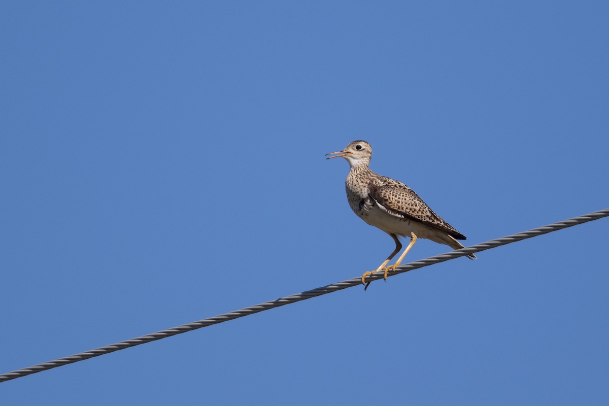 Upland Sandpiper - ML620653051