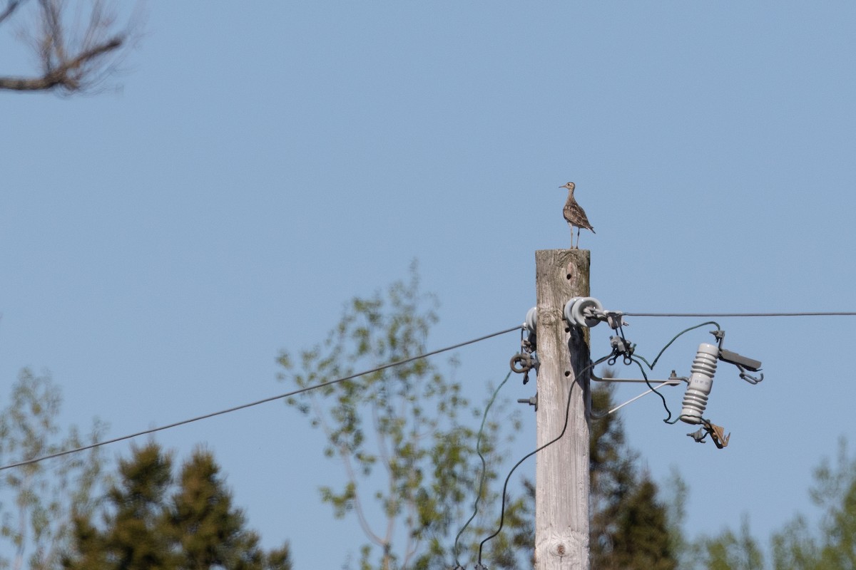 Upland Sandpiper - ML620653056