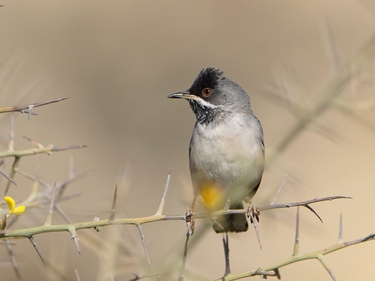 Rüppell's Warbler - ML620653064