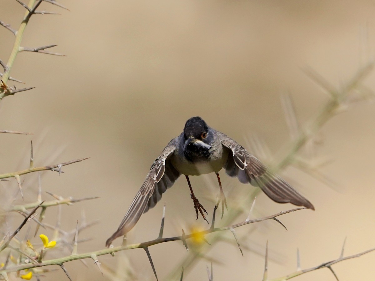 Rüppell's Warbler - ML620653065