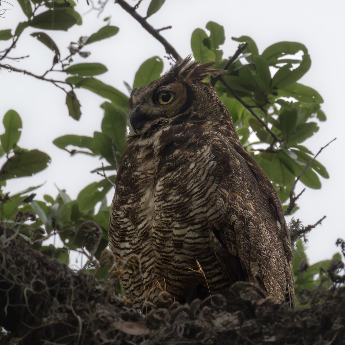 Great Horned Owl - ML620653066