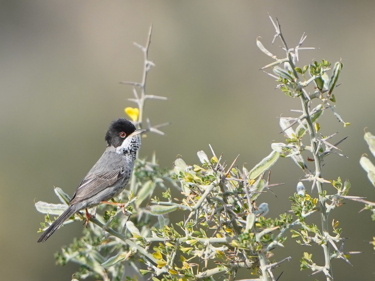 Cyprus Warbler - ML620653070