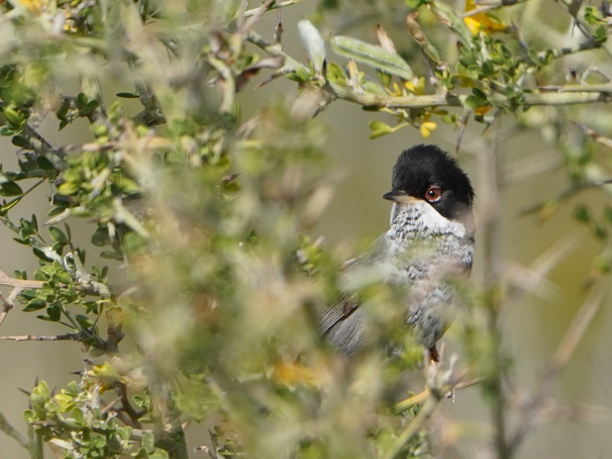 Cyprus Warbler - Maksymilian Bojarowski