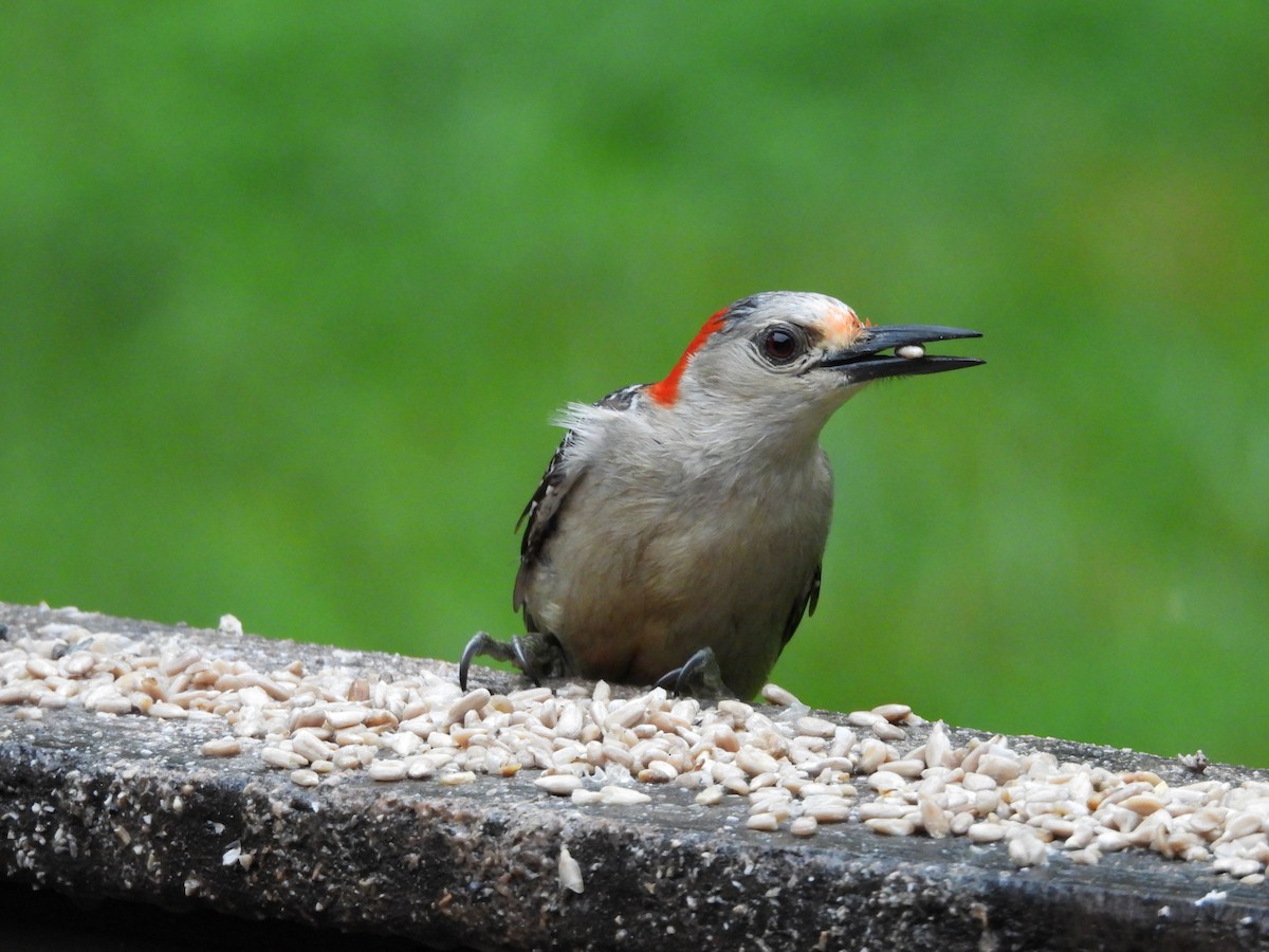 Red-bellied Woodpecker - ML620653072