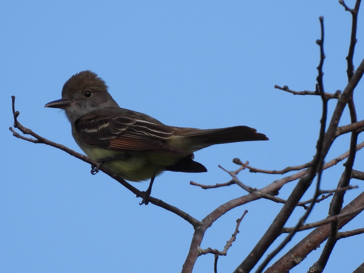 Great Crested Flycatcher - Rhonda Langelaan