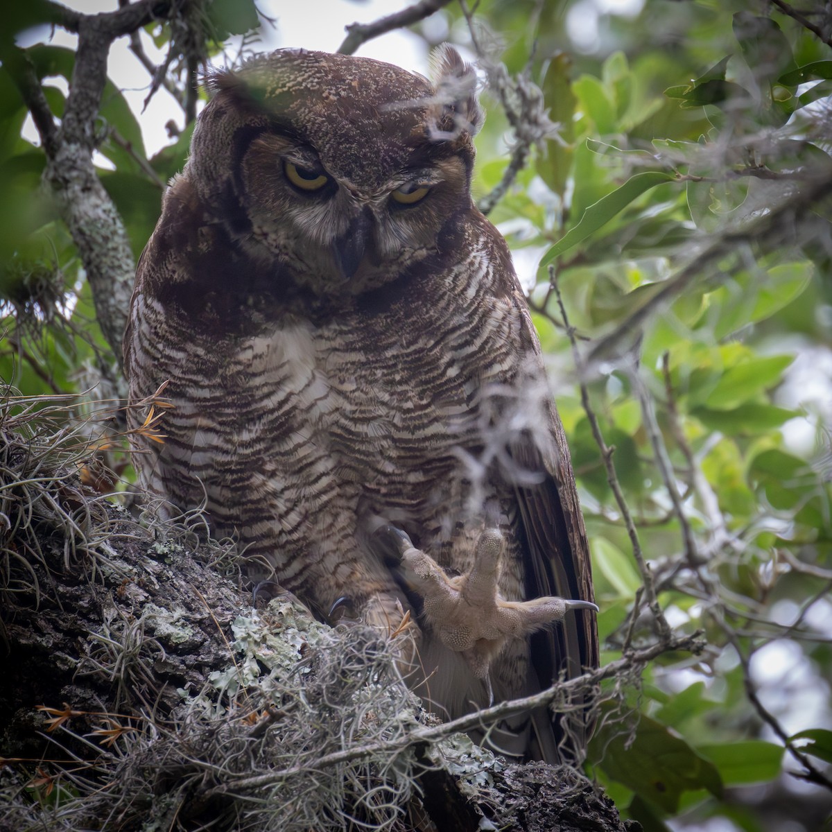 Great Horned Owl - ML620653076