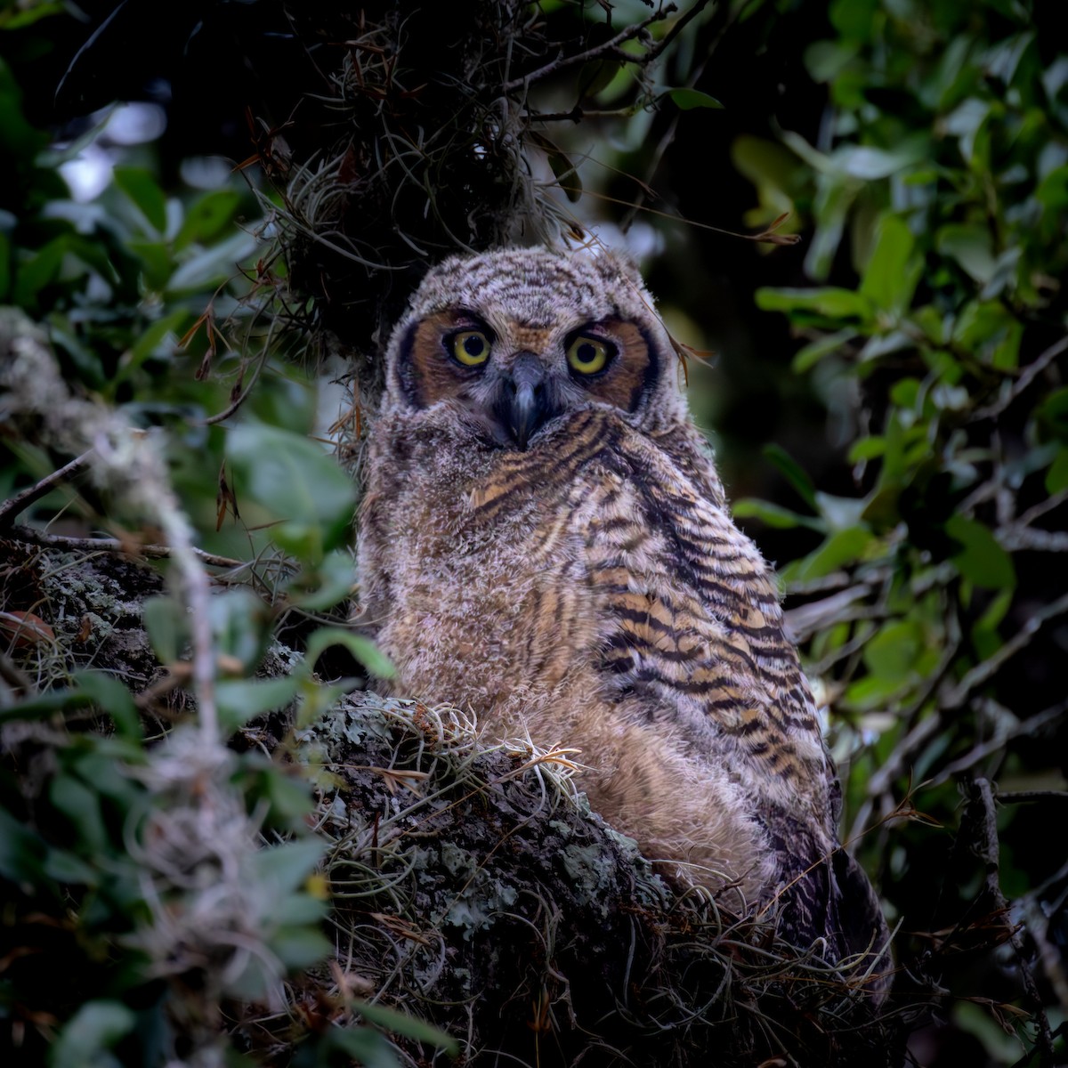 Great Horned Owl - ML620653079