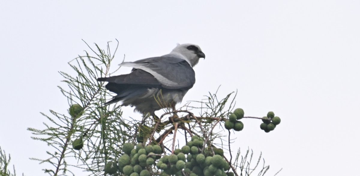 Mississippi Kite - ML620653080