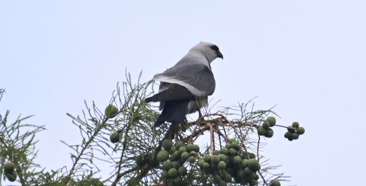 Mississippi Kite - ML620653081