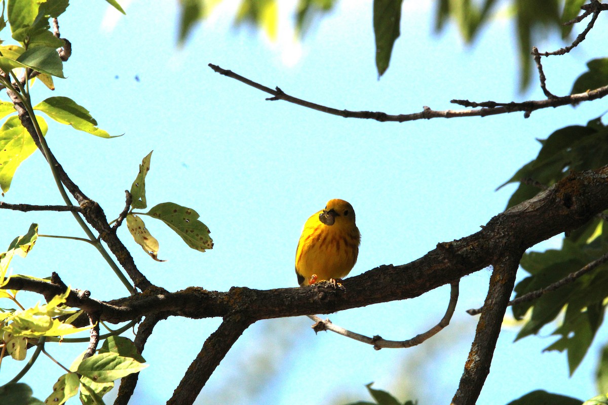 Paruline jaune - ML620653087