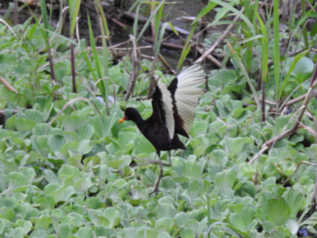 Jacana Suramericana - ML620653088