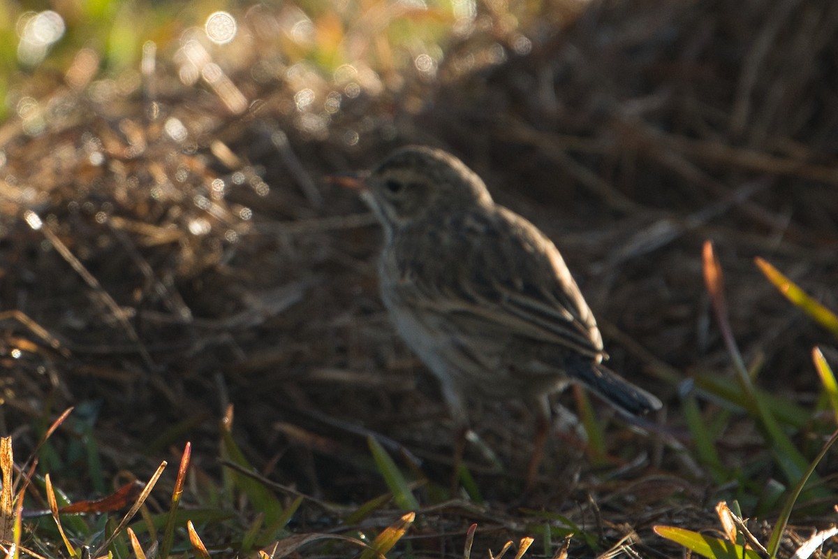 Bisbita Neozelandés (grupo australis) - ML620653091