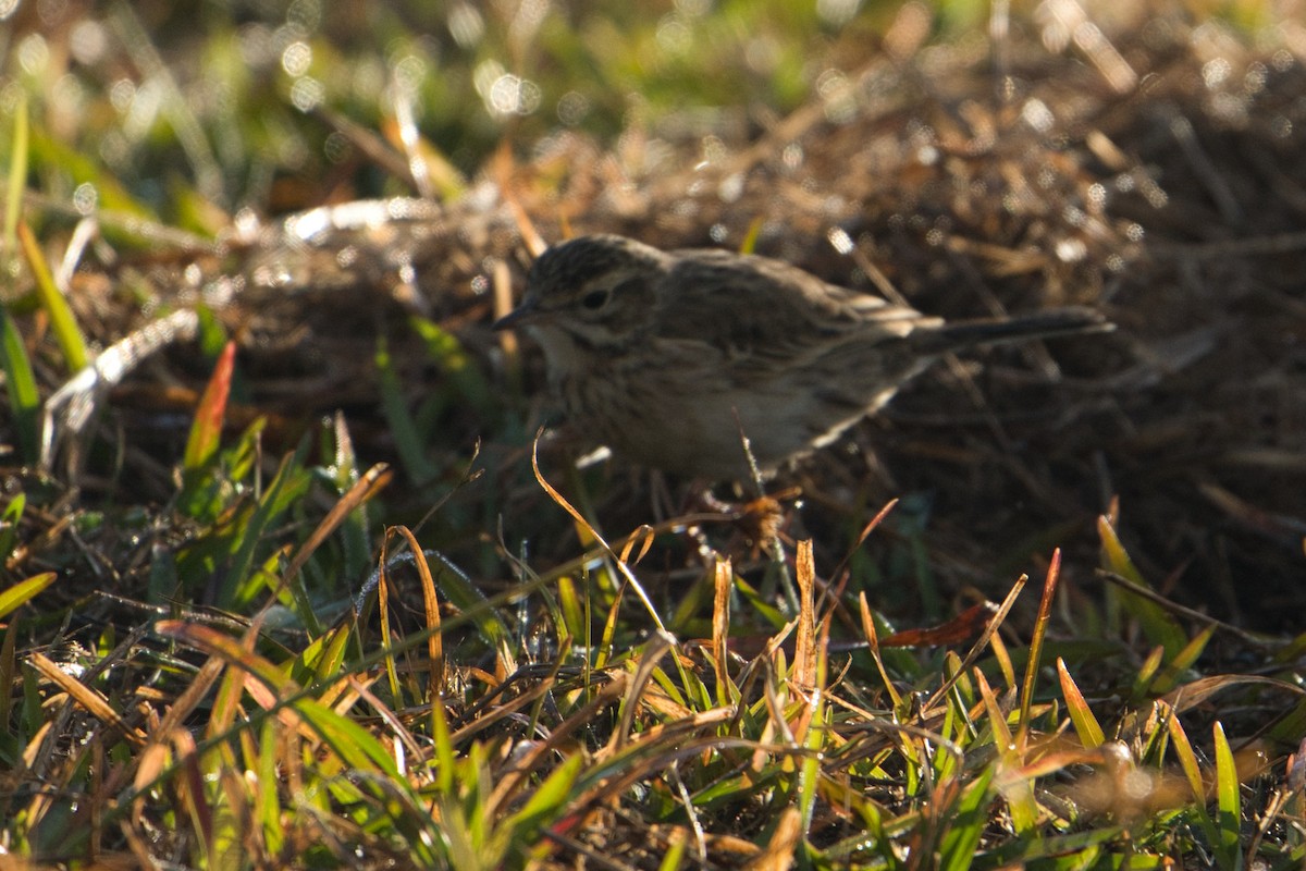 Bisbita Neozelandés (grupo australis) - ML620653093