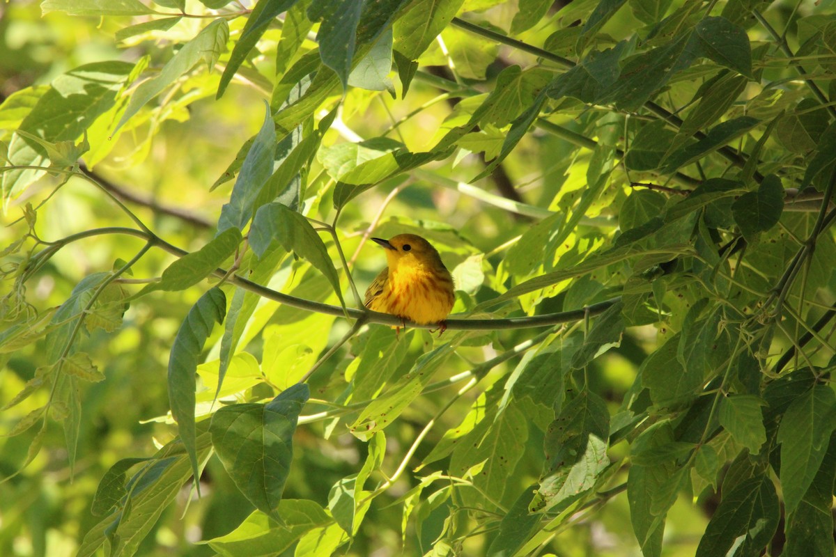 Yellow Warbler - ML620653097