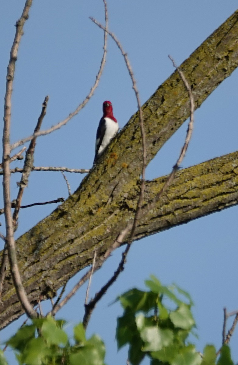 Pic à tête rouge - ML620653099