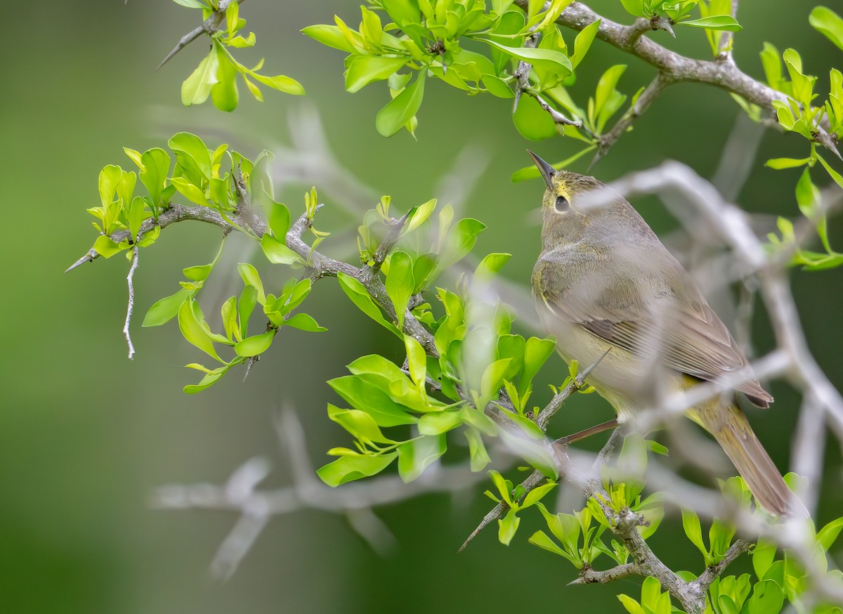 Orange-crowned Warbler - ML620653100