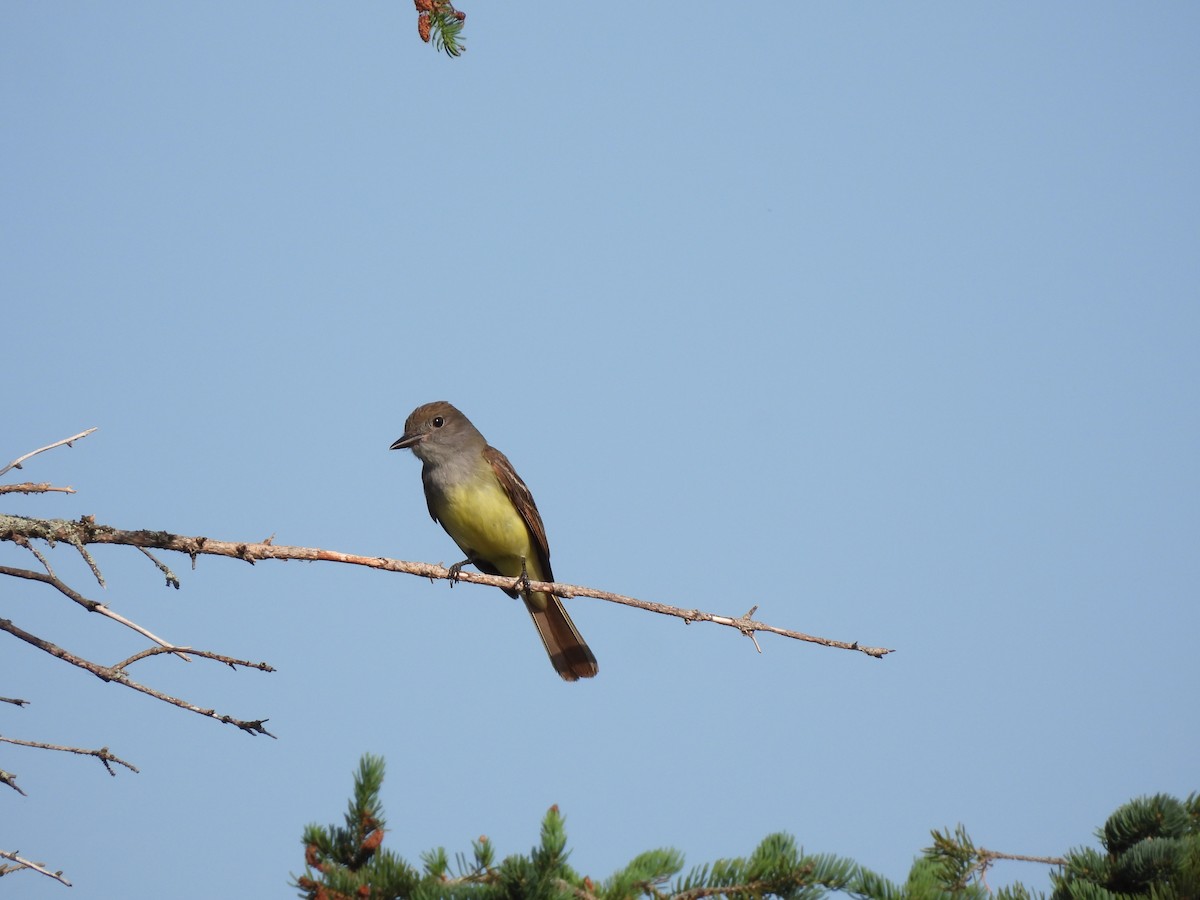 Great Crested Flycatcher - ML620653101