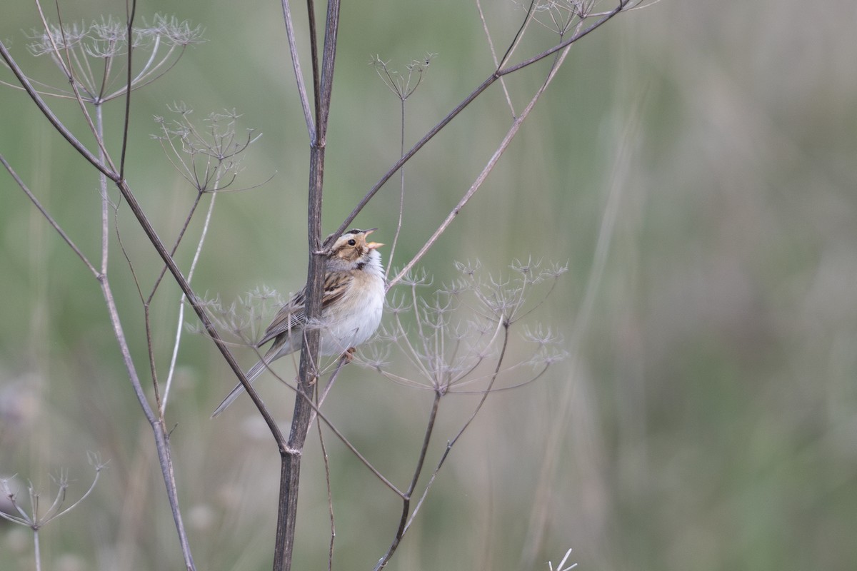 Clay-colored Sparrow - ML620653102