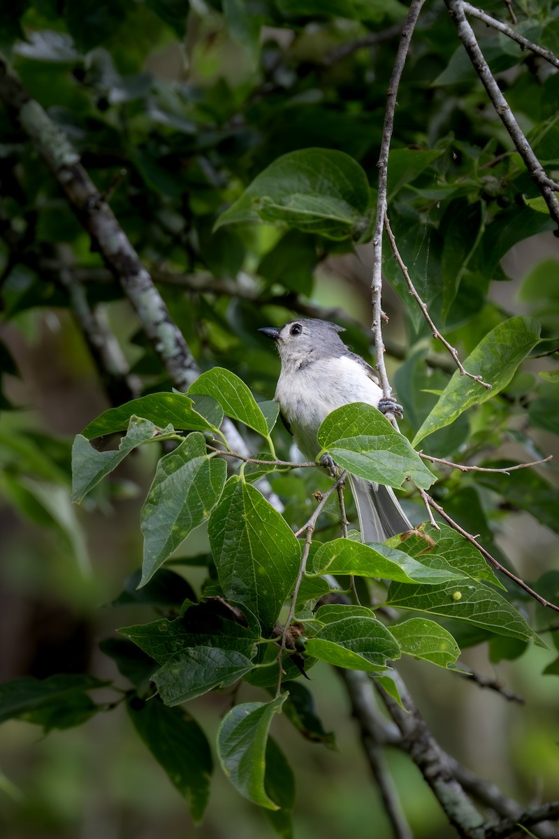 Tufted Titmouse - ML620653105