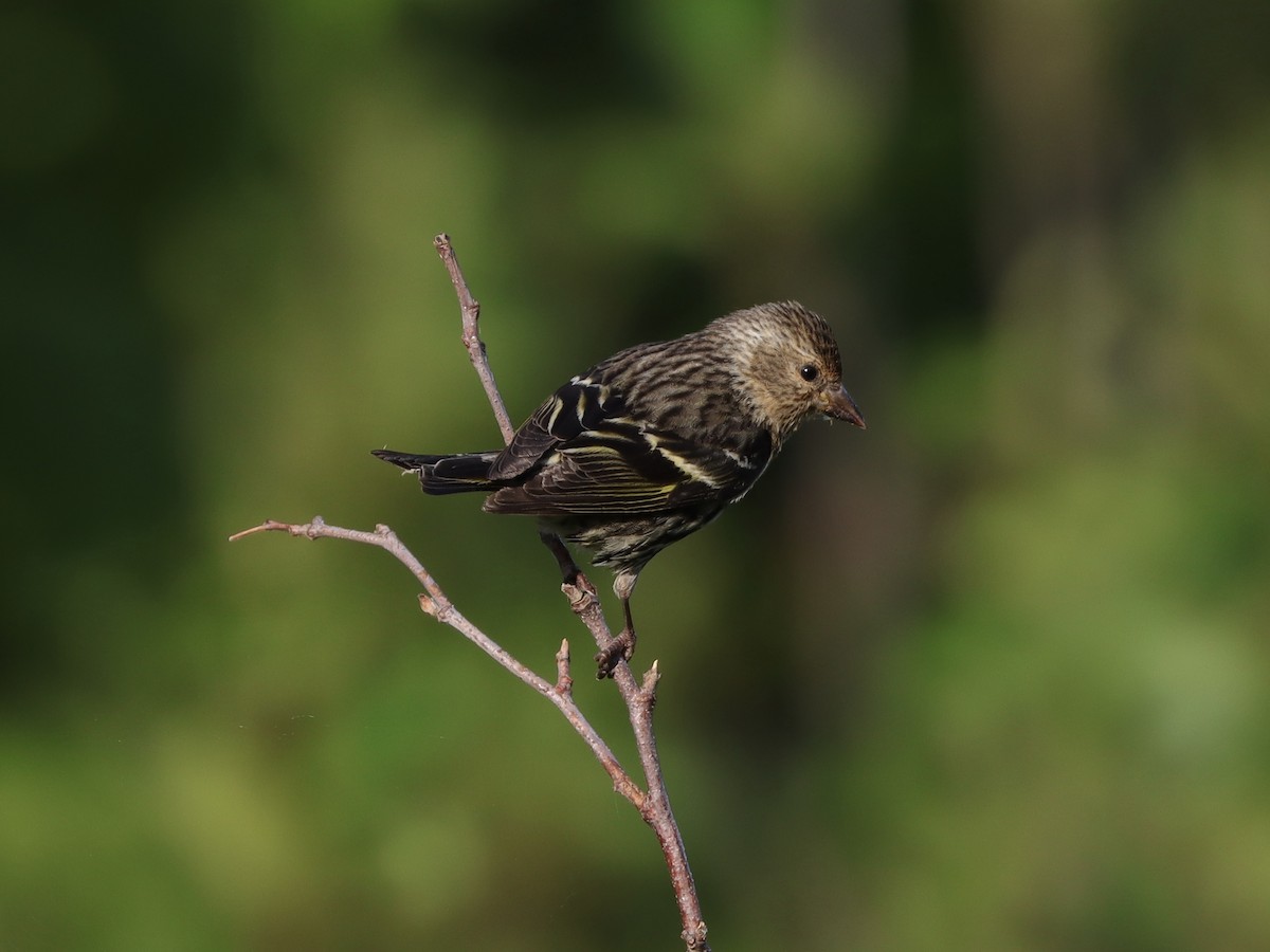 Pine Siskin - ML620653108